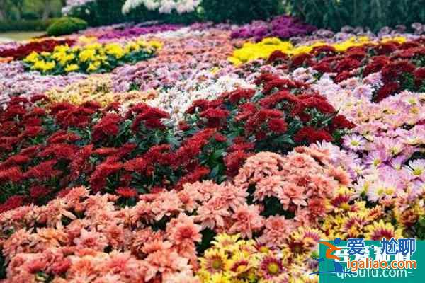2021深圳东湖公园菊花展预约指南+门票+地址？