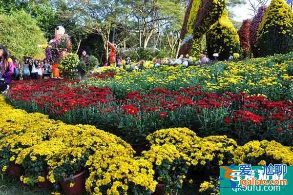 2021深圳东湖公园菊花展开始时间？