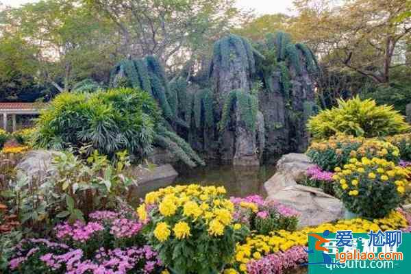 2021深圳东湖公园菊花展开始时间？