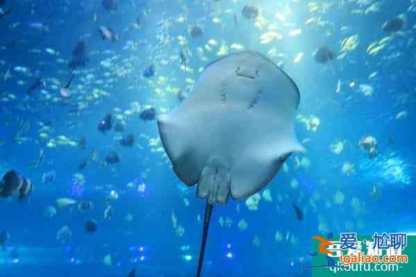 2021重庆汉海海洋公园开放了吗？