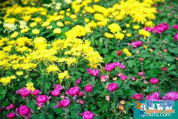 杭州植物园菊花展2021开展时间？
