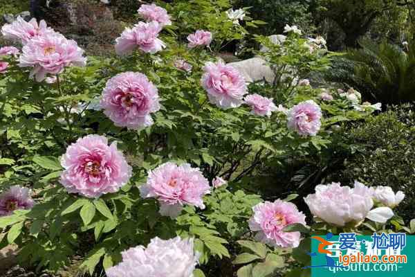 2022武汉春季赏花时间汇总 附景点推荐？