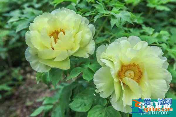 2022武汉植物园牡丹展持续到什么时候?？
