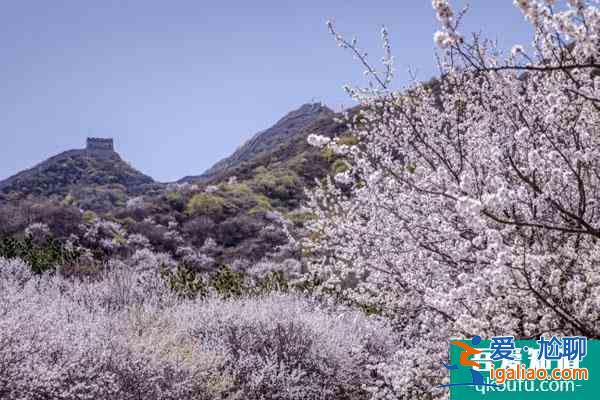 北京春季旅游最佳去处 赏花景点推荐？
