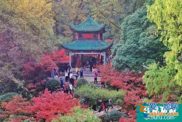 2021岳麓山枫叶最佳观赏期？