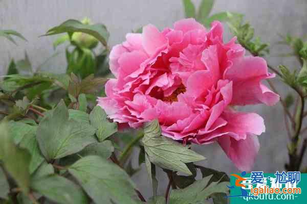 2022武汉植物园牡丹花展什么时候结束？