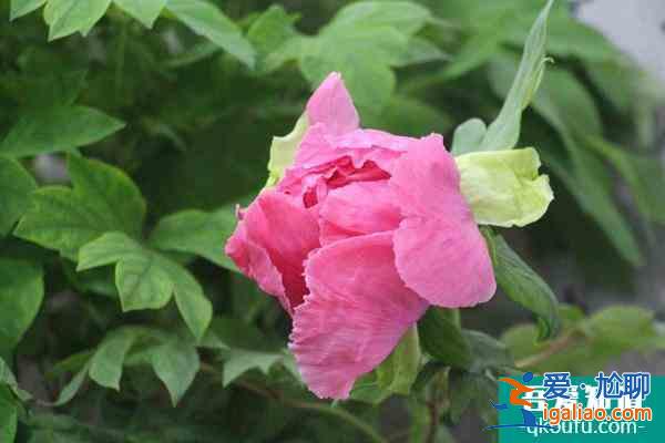 2022武汉植物园牡丹花展什么时候结束？