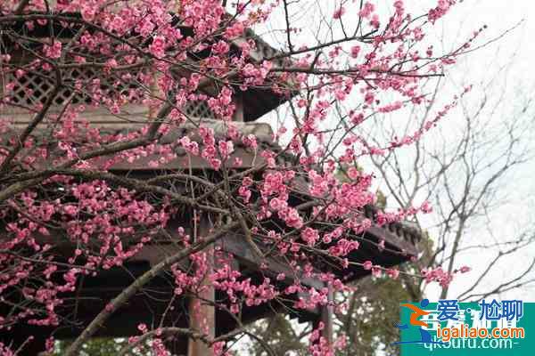 长沙赏梅花的地方汇总？