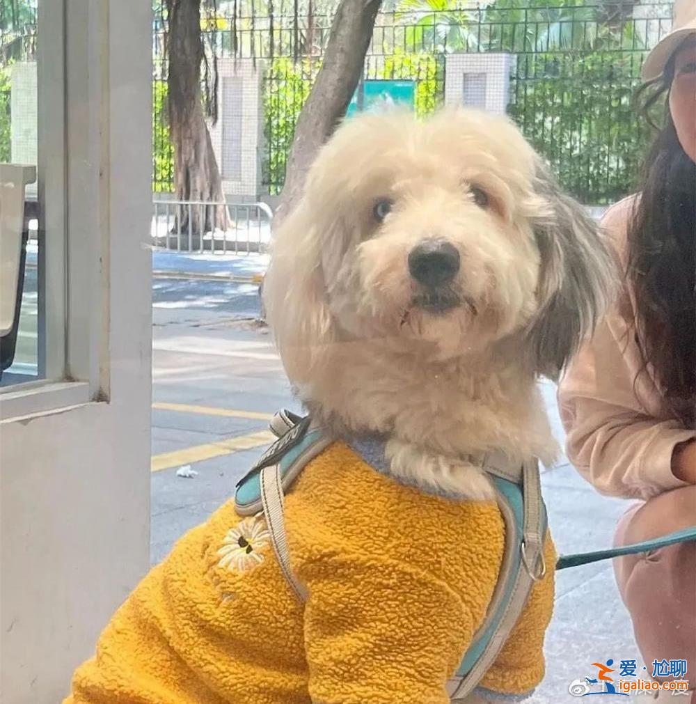 告别精致的白领生活 成为一名屠宰厂女工？