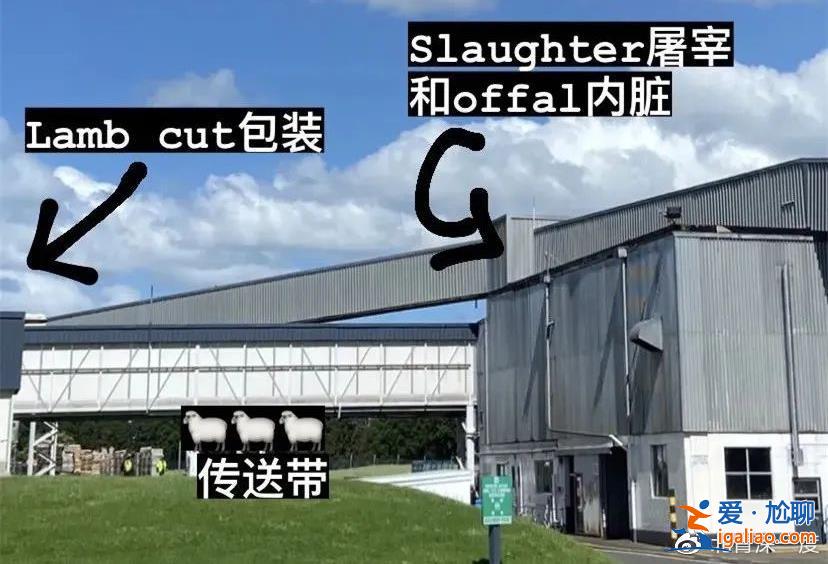 告别精致的白领生活 成为一名屠宰厂女工？