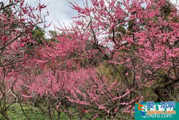 2022杭州超山梅花节时间及门票价格？