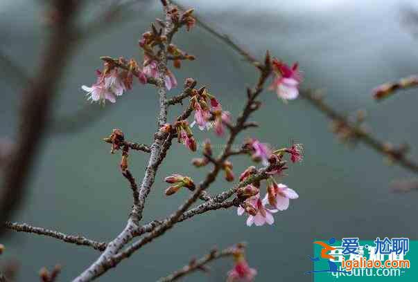 2022湖南省植物园梅花开了吗及最佳观赏时间？