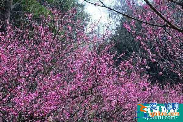 2022湖南省植物园梅花开了吗及最佳观赏时间？