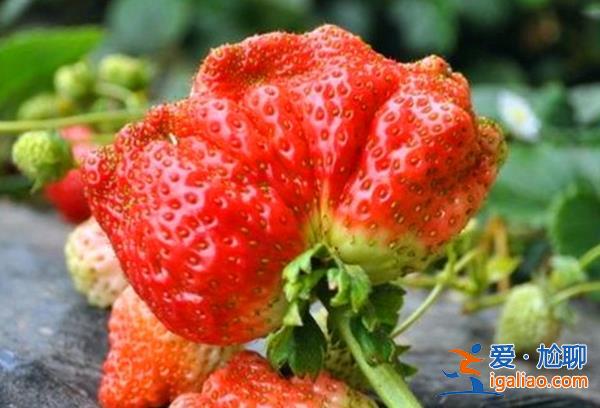 市面上奇形怪状的草莓含有激素吗[激素]？