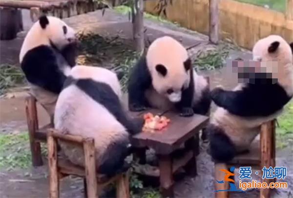 四只大熊猫坐在板凳上凑成一桌像是在打麻将？