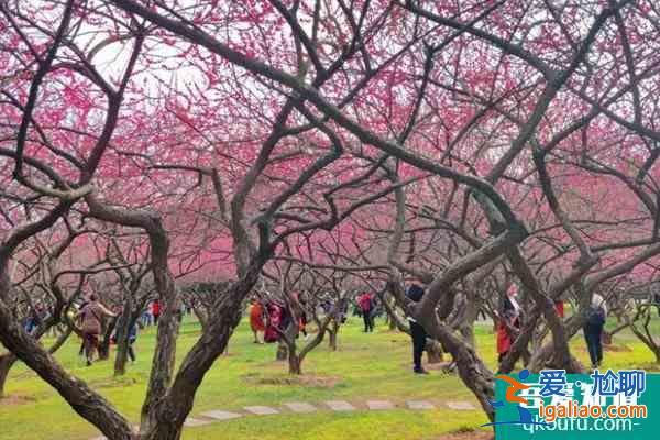 2022长沙橘子洲梅花开了吗 橘子洲梅花在哪个区域？