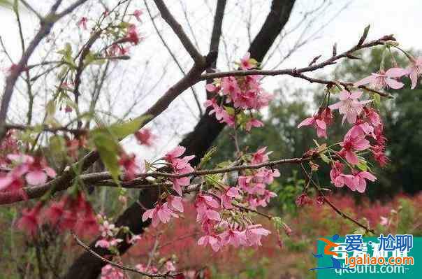 2022桂林南溪山公园樱花什么时候开？