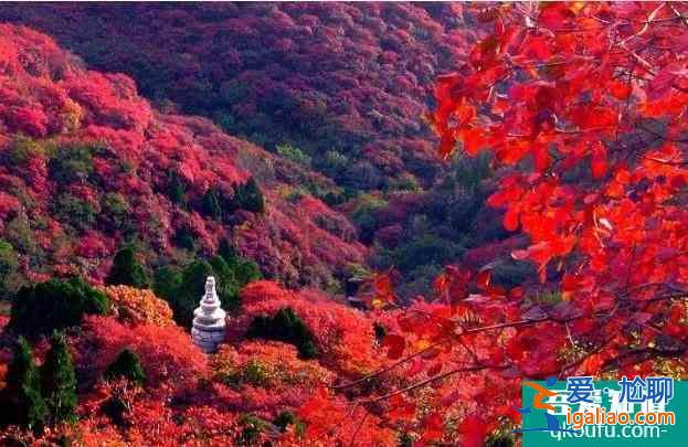大漠胡杨林景区介绍？