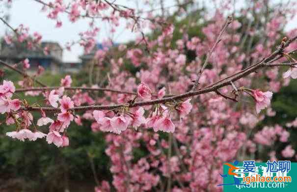 2022桂林南溪山公园樱花什么时候开？