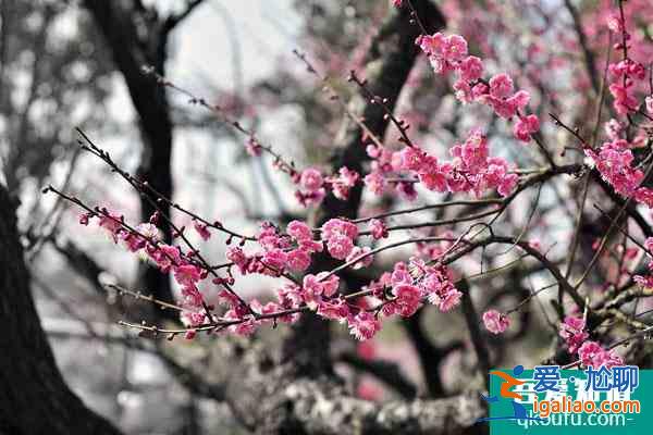 苏州赏梅好去处盘点 苏州看梅花哪里比较好？