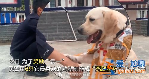 “汪汪队“又立功！警犬搜毒超12公斤被奖励“鸡腿花环”？