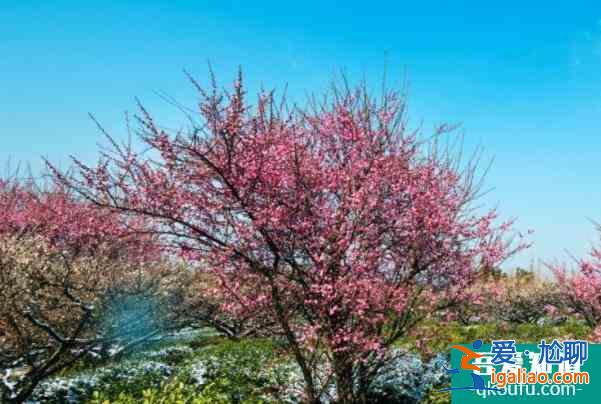 2022南京哪里看梅花最好 雪后看梅花的地方？