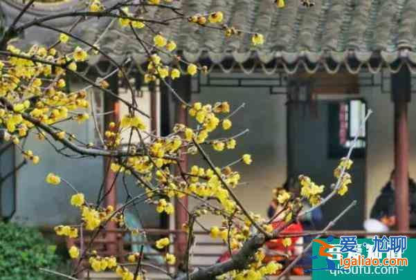 2022南京哪里看梅花最好 雪后看梅花的地方？