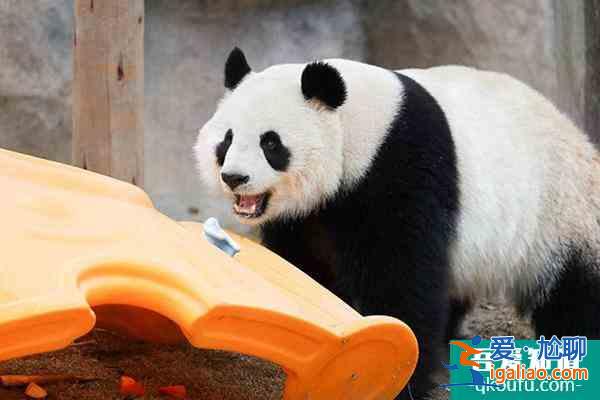 上海野生动物园攻略表 各场馆展示时间是几点？