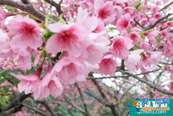 福州春季赏花攻略2022 去哪里赏花？