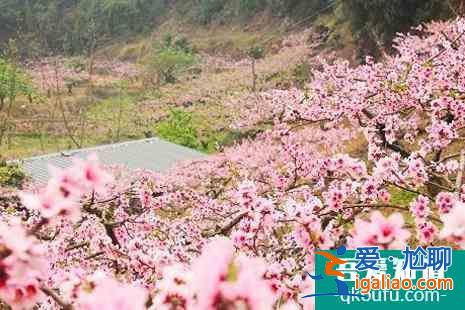颐和园桃花什么时候开2022(附观赏攻略)？