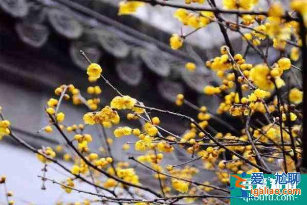 2022杭州腊梅花什么时候开 杭州腊梅花观赏地？
