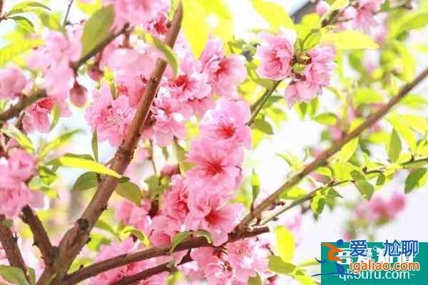 福州哪里有樱花可以看 福州有樱花的旅游景点？