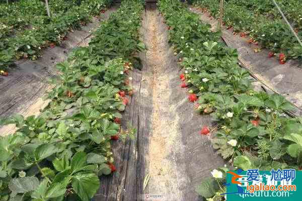 天津草莓采摘园在哪里 多家草莓园攻略？