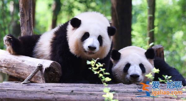 熊猫和花和叶被广东以企业认养，，命名为思宝和盼奥[企业认养]？