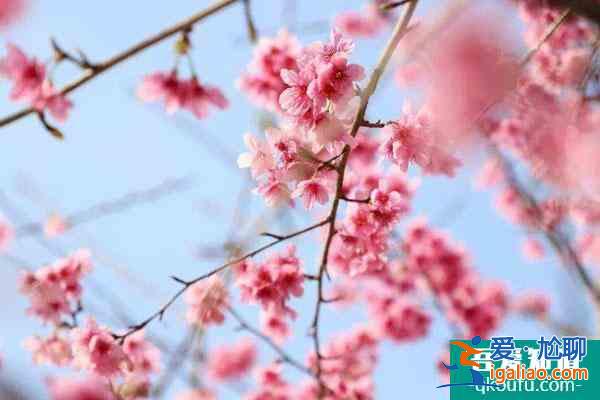 福州哪里有樱花 福州樱花什么时候开花？