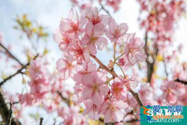 福州哪里有樱花 福州樱花什么时候开花？