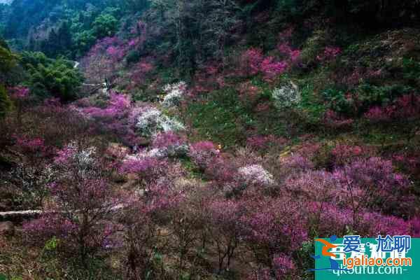 成都看梅花哪里比较好？