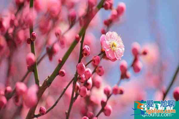 成都看梅花哪里比较好？