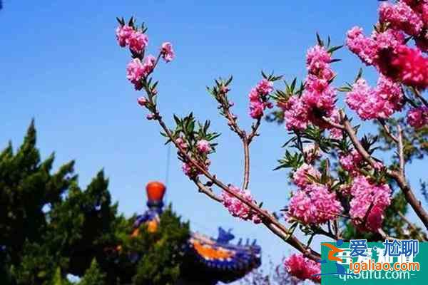 北京天坛公园门票价格 北京天坛公园春季有哪些花？