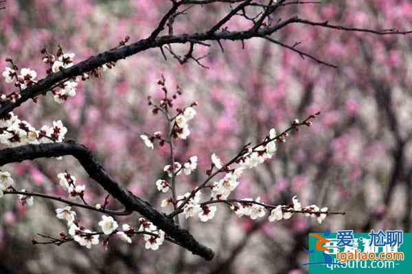 合肥哪里有梅花 合肥赏梅花绝佳景点推荐？