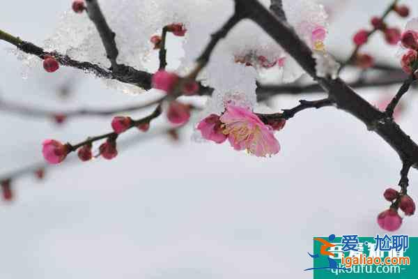 2022重庆看红梅花的地方在哪里 附赏花时间？
