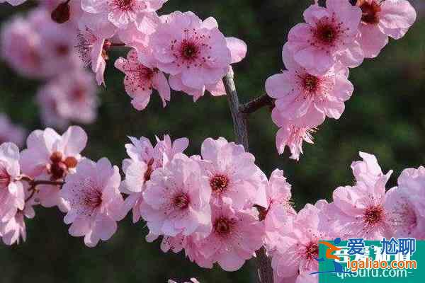 济南哪里有梅花 赏梅花的景点推荐？