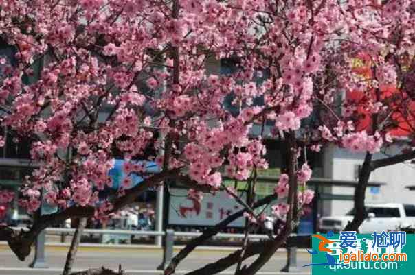 济南哪里有梅花 赏梅花的景点推荐？