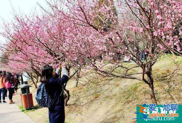 2022广州梅花在哪里看 这些地方的梅花开了？