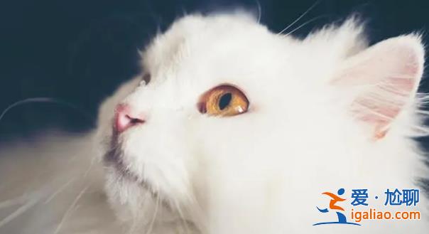 男子撸猫后淋巴结肿大高烧不退，医生建议不可随意撸猫[男子撸猫]？
