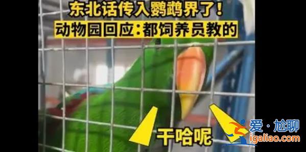 辽宁一动物园鹦鹉满嘴东北味，听完后当场笑喷[鹦鹉满嘴东北味]？