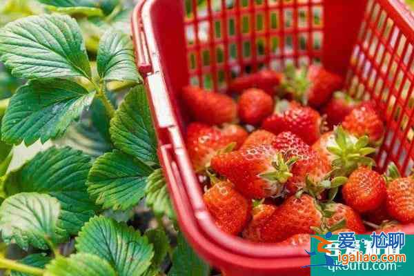 2022福州哪里有地方摘草莓 福州草莓园在哪里？