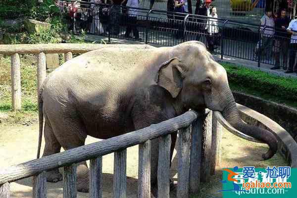 2022受疫情影响天津动物园暂停对外开放？