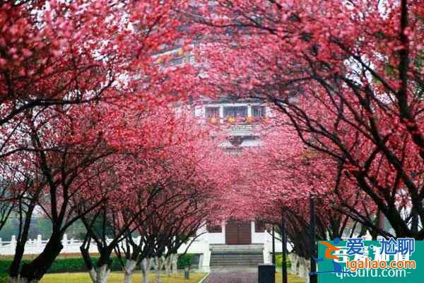 长沙梅花几月份开 附最佳观赏时间和地点？