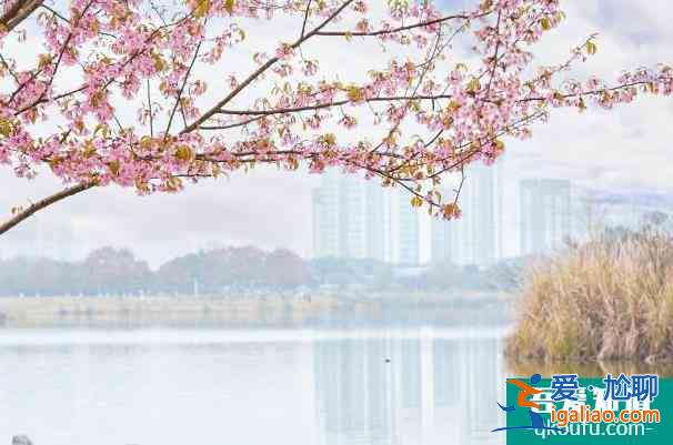 成都青龙湖湿地公园动樱花观赏攻略 冬天的樱花开了？